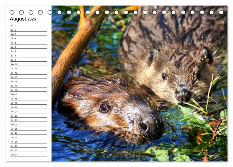 Produktbild: Das Familienleben der Biber (Tischkalender 2026 DIN A5 quer), CALVENDO Monatskalender