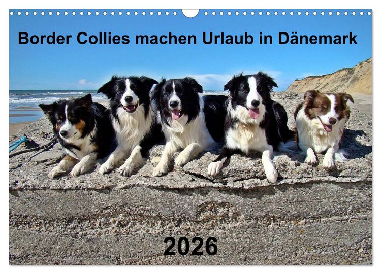 Produktbild: Border Collies machen Urlaub in D&auml;nemark (Wandkalender 2026 DIN A3 quer), CALVENDO Monatskalender