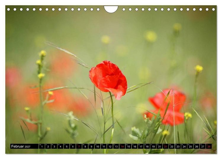 Produktbild: Mohnblumen (Wandkalender 2027 DIN A4 quer), CALVENDO Monatskalender