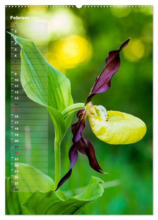 Produktbild: Auf der Suche nach Orchideen in Deutschland (Wandkalender 2026 DIN A2 hoch), CALVENDO Monatskalender