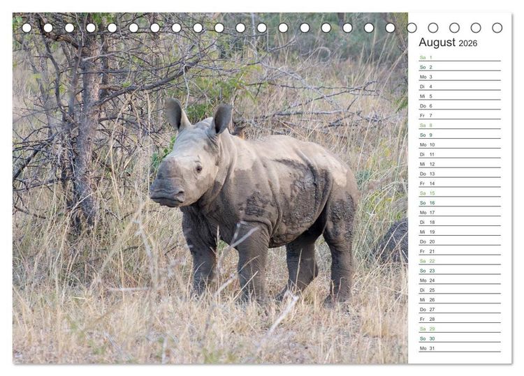 Produktbild: Nash&ouml;rner - Sanfte Riesen (Tischkalender 2026 DIN A5 quer), CALVENDO Monatskalender