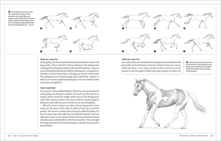 Produktbild: The Horse Conformation Handbook