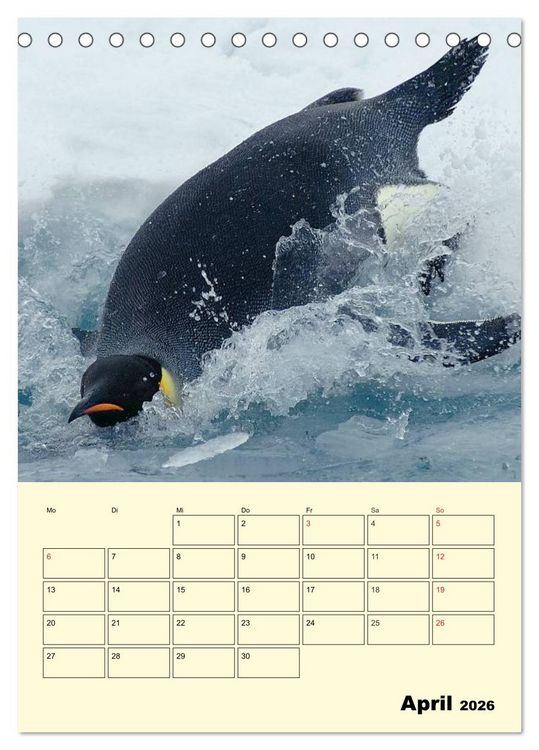 Produktbild: Pinguine. Wackeln im Thermo-Frack (Tischkalender 2026 DIN A5 hoch), CALVENDO Monatskalender
