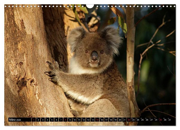 Produktbild: Kangaroo Island (Wandkalender 2026 DIN A3 quer), CALVENDO Monatskalender