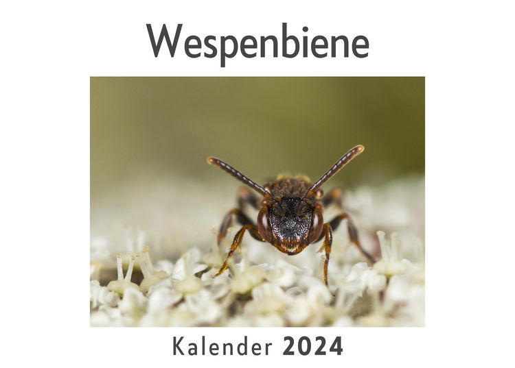 Produktbild: Wespenbiene (Wandkalender 2024, Kalender DIN A4 quer, Monatskalender im Querformat mit Kalendarium, Das perfekte Geschenk)