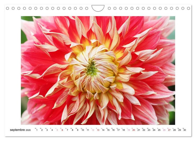 Produktbild: Mes dahlias ador&eacute;s (Calendrier mural 2026 DIN A4 vertical), CALVENDO calendrier mensuel