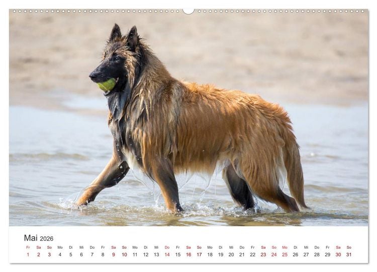 Produktbild: Freunde auf vier Pfoten am Strand (hochwertiger Premium Wandkalender 2026 DIN A2 quer), Kunstdruck in Hochglanz