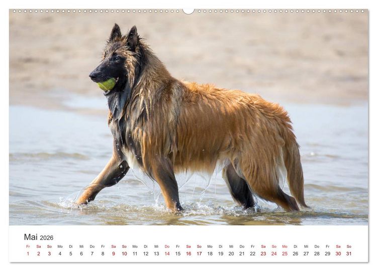 Produktbild: Freunde auf vier Pfoten am Strand (Wandkalender 2026 DIN A2 quer), CALVENDO Monatskalender