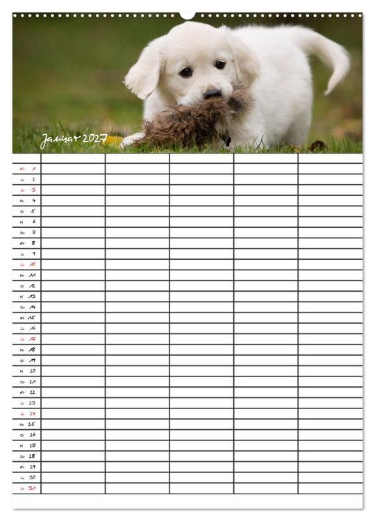 Produktbild: Familienplaner: Golden Retriever Welpen (Wandkalender 2027 DIN A2 hoch), CALVENDO Monatskalender