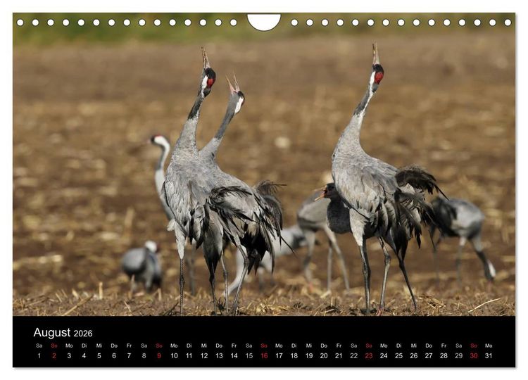 Produktbild: Kraniche (Wandkalender 2026 DIN A4 quer), CALVENDO Monatskalender