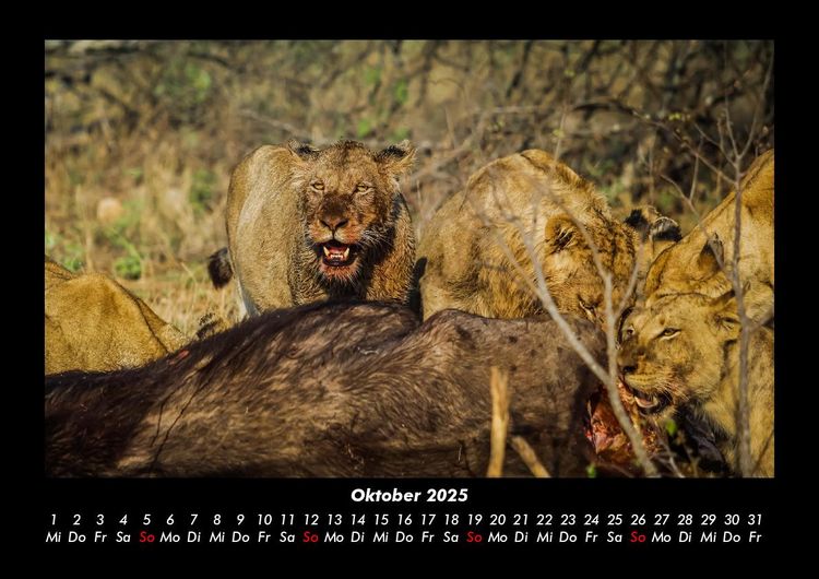 Produktbild: L&ouml;wen in der Wildnis 2025 Fotokalender DIN A3