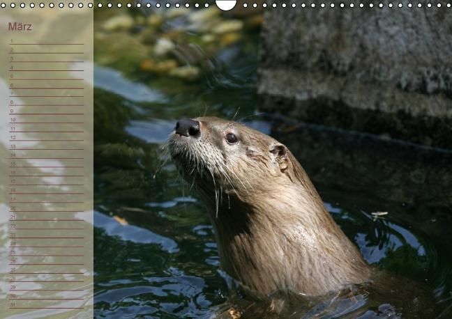 Produktbild: Fischotter Geburtstagskalender (Wandkalender immerw&auml;hrend DIN A3 quer)