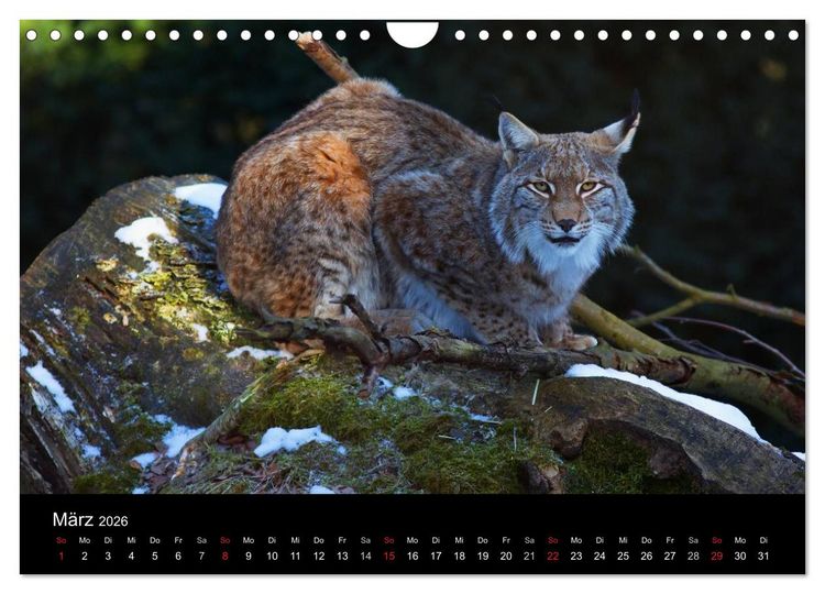 Produktbild: Der Luchs (Wandkalender 2026 DIN A4 quer), CALVENDO Monatskalender