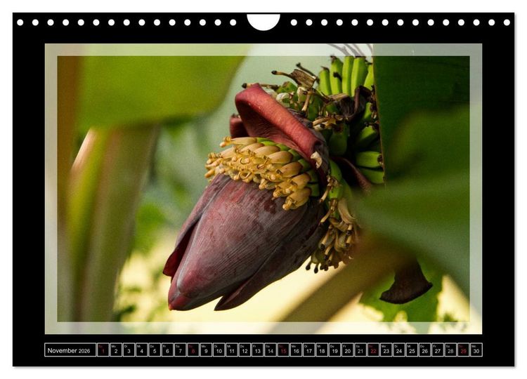 Produktbild: Kerala - Impressionen aus S&uuml;dindien (Wandkalender 2026 DIN A4 quer), CALVENDO Monatskalender