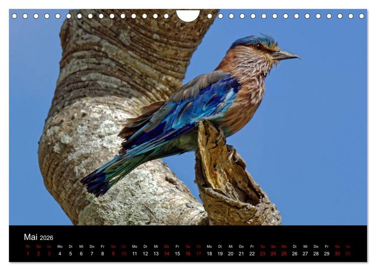 Produktbild: Sri Lanka - Tierische Momente (Wandkalender 2026 DIN A4 quer), CALVENDO Monatskalender