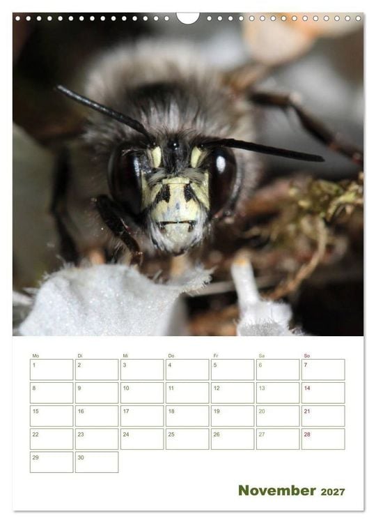 Produktbild: Wildbienen-Terminplaner 2027 (Wandkalender 2027 DIN A3 hoch), CALVENDO Monatskalender