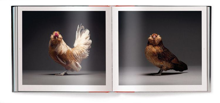 Produktbild: Chicken
