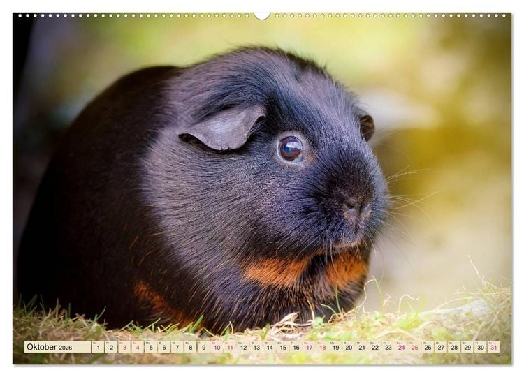 Produktbild: Meerschweinchen - so s&uuml;&szlig; (Wandkalender 2026 DIN A2 quer), CALVENDO Monatskalender