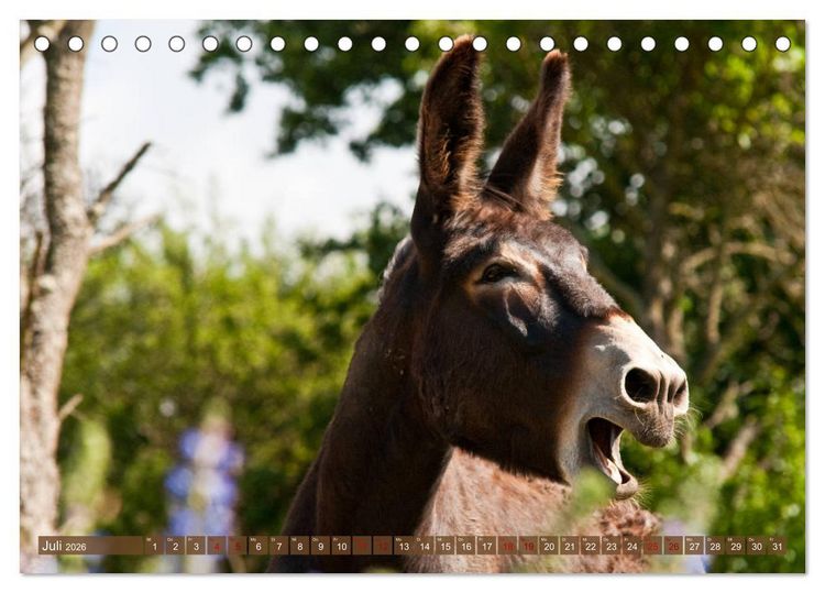 Produktbild: Esel - Sixtus Loreley (Tischkalender 2026 DIN A5 quer), CALVENDO Monatskalender
