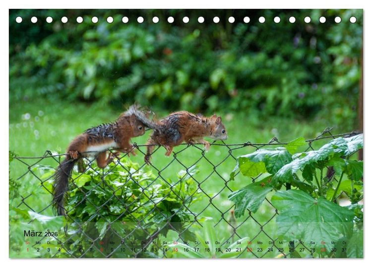Produktbild: Spa&szlig; mit Eichh&ouml;rnchen-Kindern (Tischkalender 2026 DIN A5 quer), CALVENDO Monatskalender
