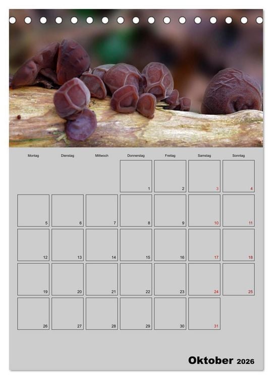 Produktbild: Quer durch die Pilze (Tischkalender 2026 DIN A5 hoch), CALVENDO Monatskalender