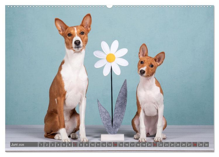 Produktbild: Der Basenji (Wandkalender 2026 DIN A2 quer), CALVENDO Monatskalender