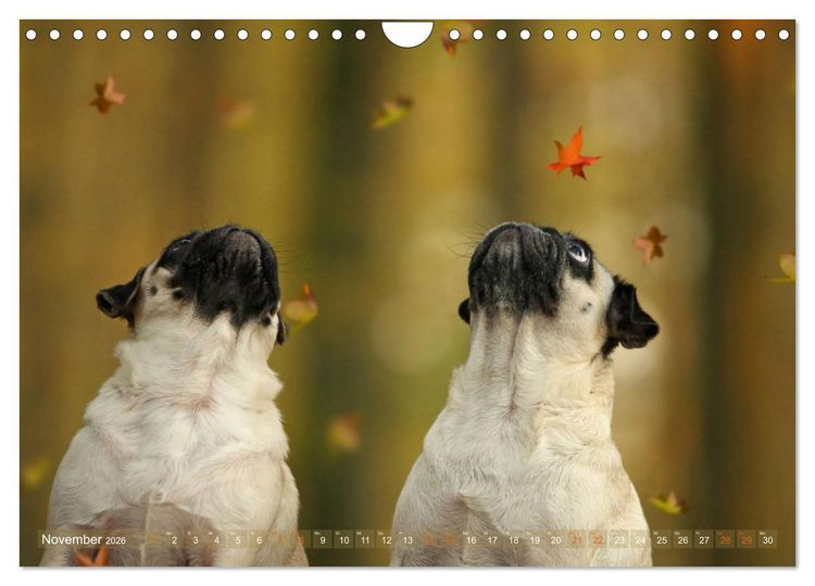 Produktbild: Lustige M&ouml;pse aus der Hundeknipserei (Wandkalender 2026 DIN A4 quer), CALVENDO Monatskalender
