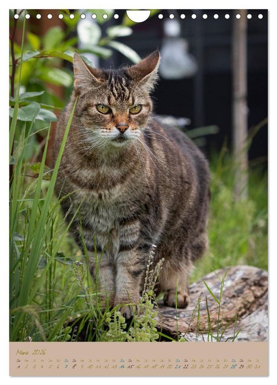 Produktbild: Pl&uuml;schige Katzen im Garten (Wandkalender 2026 DIN A4 hoch), CALVENDO Monatskalender