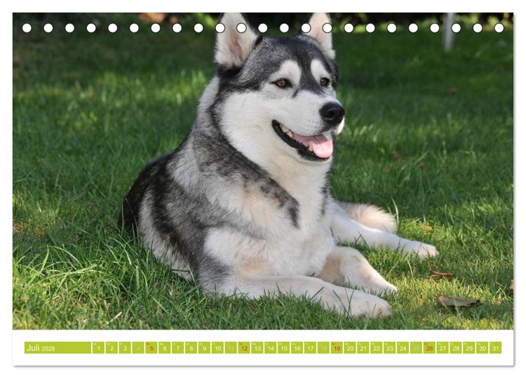 Produktbild: Siberian Husky - der Urtyp (Tischkalender 2026 DIN A5 quer), CALVENDO Monatskalender