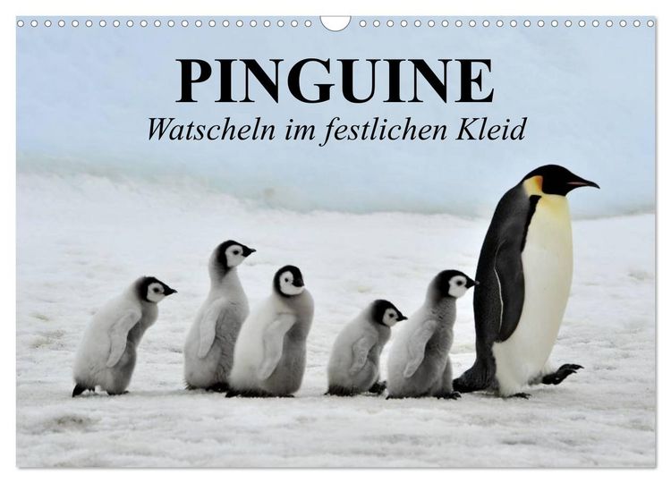 Produktbild: Pinguine - Watscheln im festlichen Kleid (Wandkalender 2026 DIN A3 quer), CALVENDO Monatskalender