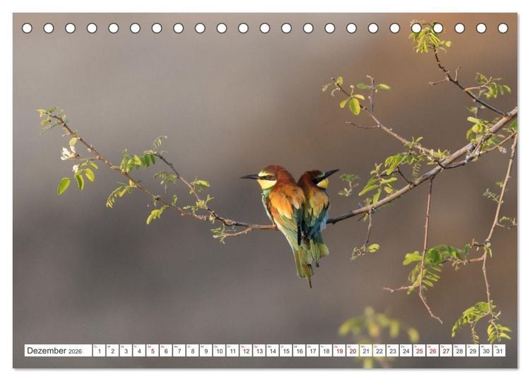 Produktbild: Bunte Flieger (Tischkalender 2026 DIN A5 quer), CALVENDO Monatskalender