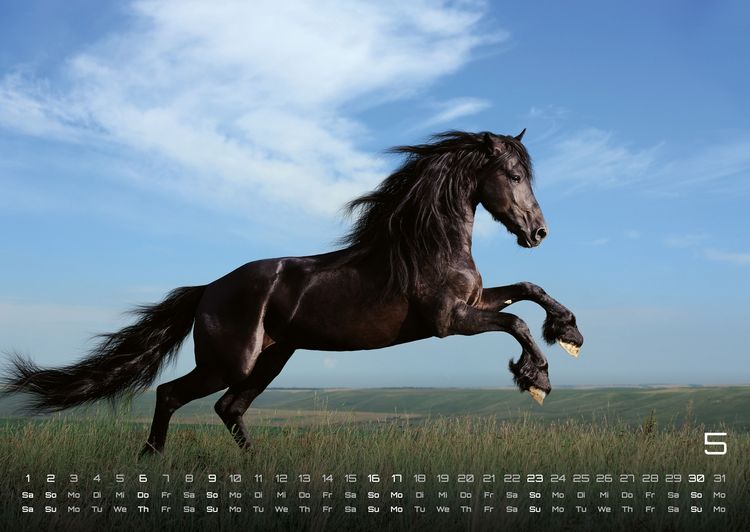 Produktbild: Pferdegefl&uuml;ster - Der Pferdekalender - 2027 - Kalender DIN A2