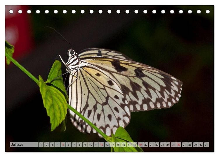 Produktbild: Schmetterlinge - zarte Gesch&ouml;pfe der Natur (Tischkalender 2026 DIN A5 quer), CALVENDO Monatskalender