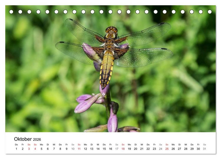 Produktbild: Paradies Naturgarten (Tischkalender 2026 DIN A5 quer), CALVENDO Monatskalender