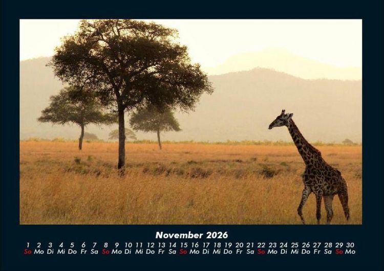 Produktbild: Giraffen 2026 Fotokalender DIN A4