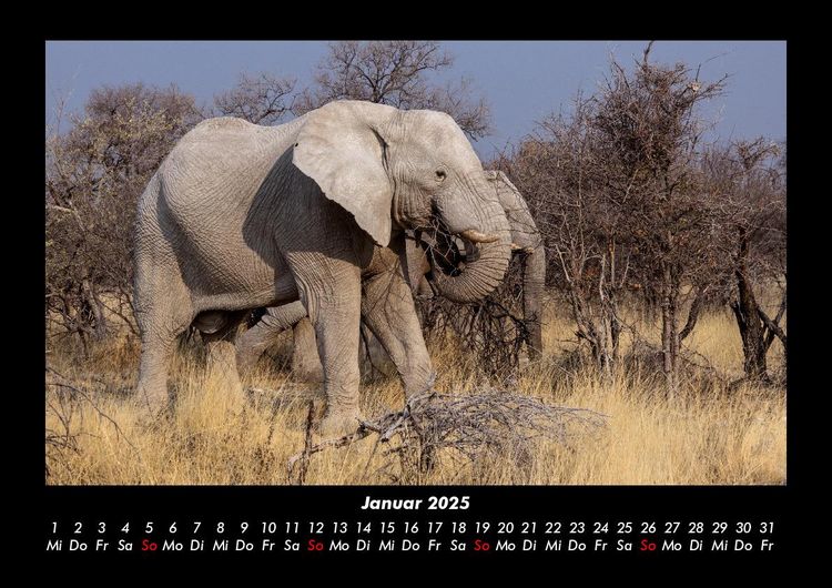 Produktbild: Der Elefantenkalender 2025 Fotokalender DIN A3