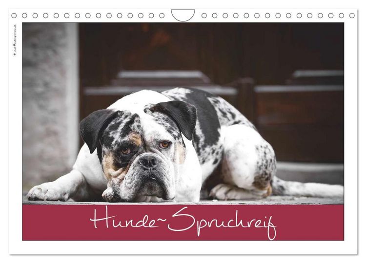 Produktbild: Hunde-Spruchreif (Wandkalender 2026 DIN A4 quer), CALVENDO Monatskalender