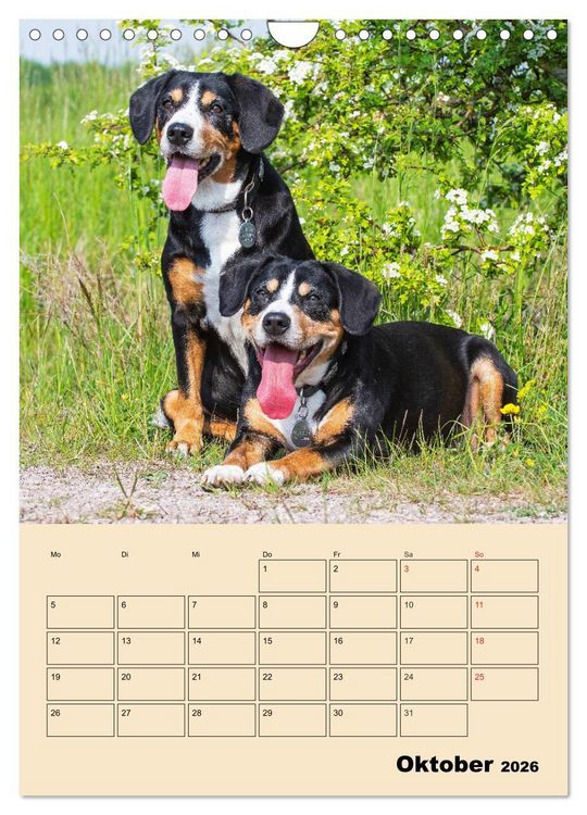 Produktbild: Jahresplaner Entlebucher Sennenhund (Wandkalender 2026 DIN A4 hoch), CALVENDO Monatskalender