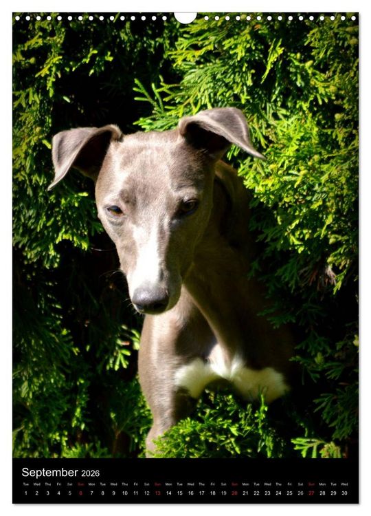Produktbild: Beautiful Whippets (Wall Calendar 2026 DIN A3 portrait), CALVENDO 12 Month Wall Calendar