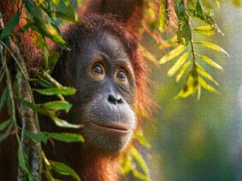 Produktbild: CALVENDO Puzzle Was wird dieser Orang-Utan als n&auml;chstes tun? | 1000 Teile Lege-Gr&ouml;&szlig;e 64x48cm Foto-Puzzle f&uuml;r gl&uuml;ckliche Stunden