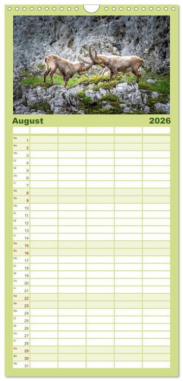 Produktbild: Familienplaner 2026 - Steinb&ouml;cke - Majest&auml;tische Tiere der Alpen mit 5 Spalten (Wandkalender, 21 x 45 cm) CALVENDO