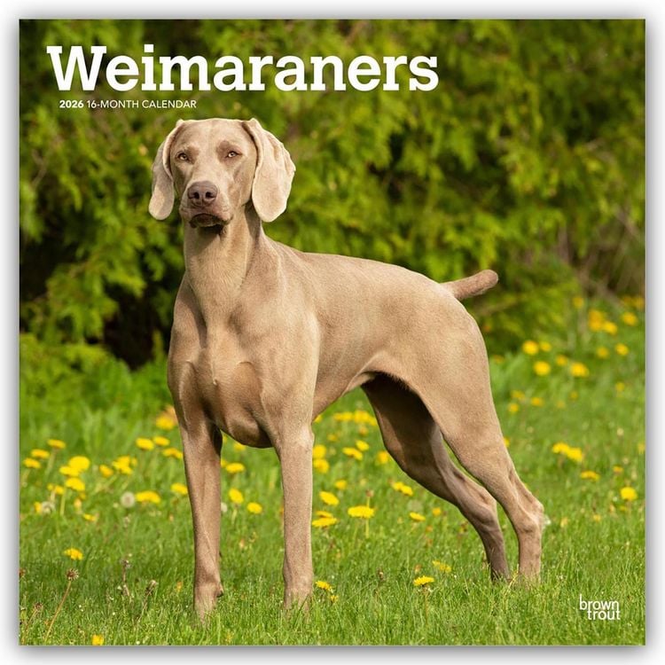 Produktbild: Weimaraners – Weimaraner 2026 – 16-Monatskalender