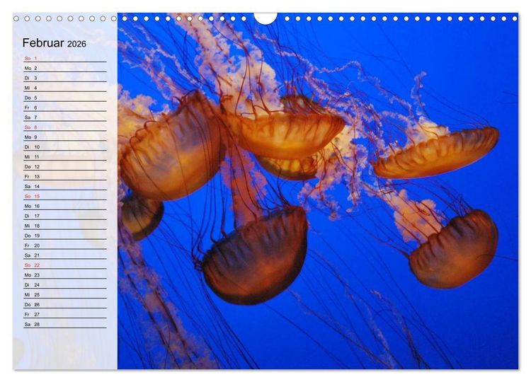 Produktbild: Quallen. Die Welt der Medusen (Wandkalender 2026 DIN A3 quer), CALVENDO Monatskalender