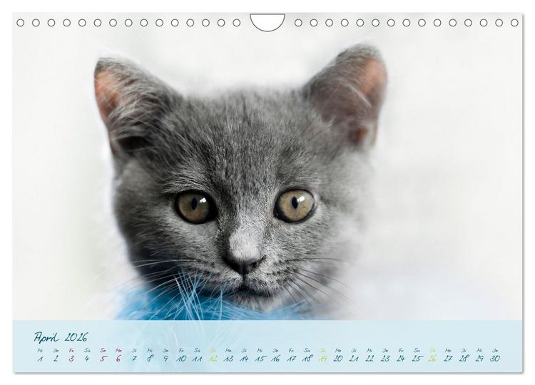 Produktbild: Ein kleiner Kater entdeckt die Welt! (Wandkalender 2026 DIN A4 quer), CALVENDO Monatskalender