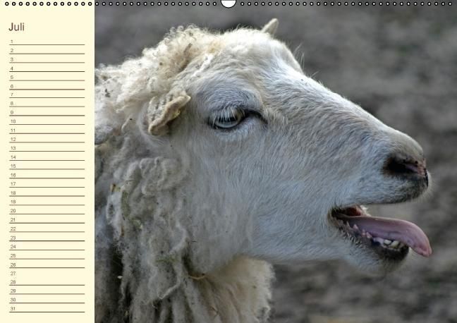 Produktbild: Der wollige Geburtstagskalender (Wandkalender immerw&auml;hrend DIN A2 quer)