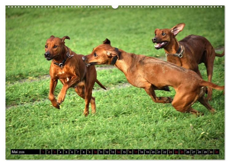 Produktbild: Rhodesian Ridgeback, Pure Lebensfreude (hochwertiger Premium Wandkalender 2026 DIN A2 quer), Kunstdruck in Hochglanz