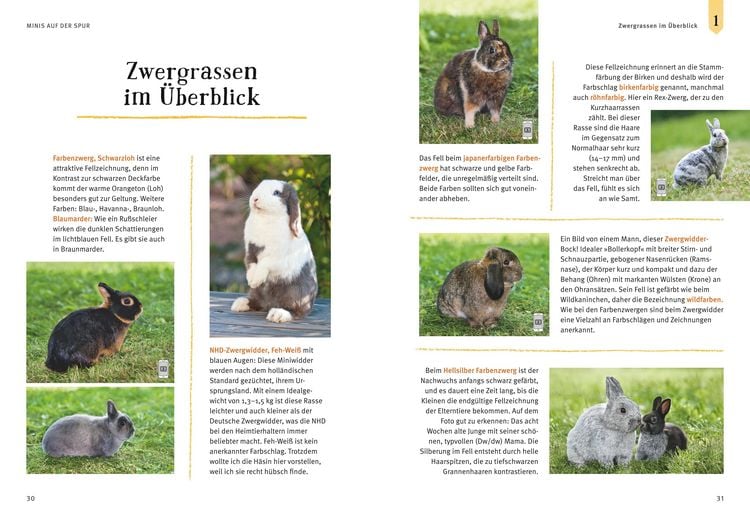 Produktbild: Liebenswerte Zwergkaninchen