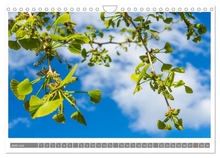 Produktbild: Mit Ginkgo biloba durch das Jahr (Wandkalender 2026 DIN A4 quer), CALVENDO Monatskalender