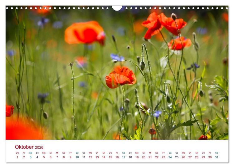 Produktbild: Mohnblumen (Wandkalender 2026 DIN A3 quer), CALVENDO Monatskalender