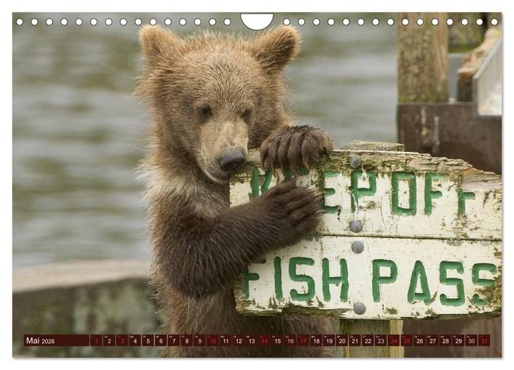 Produktbild: B&auml;ren. Unterwegs mit Meister Petz (Wandkalender 2026 DIN A4 quer), CALVENDO Monatskalender